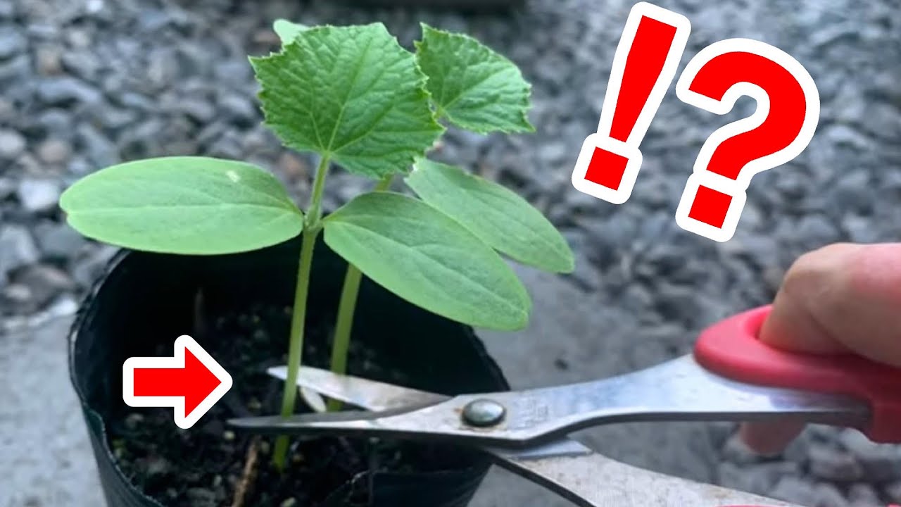 病気や害虫に強い野菜を育てたいならこうして下さい。