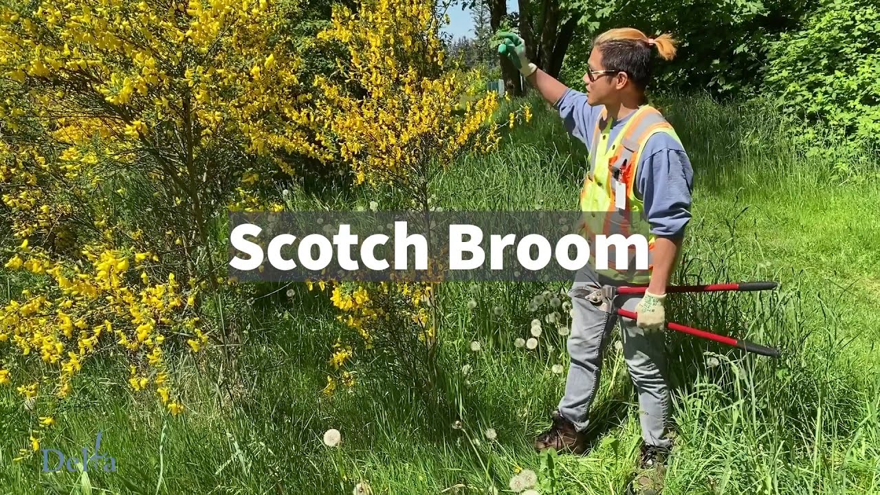 Invasive Species - Scotch Broom