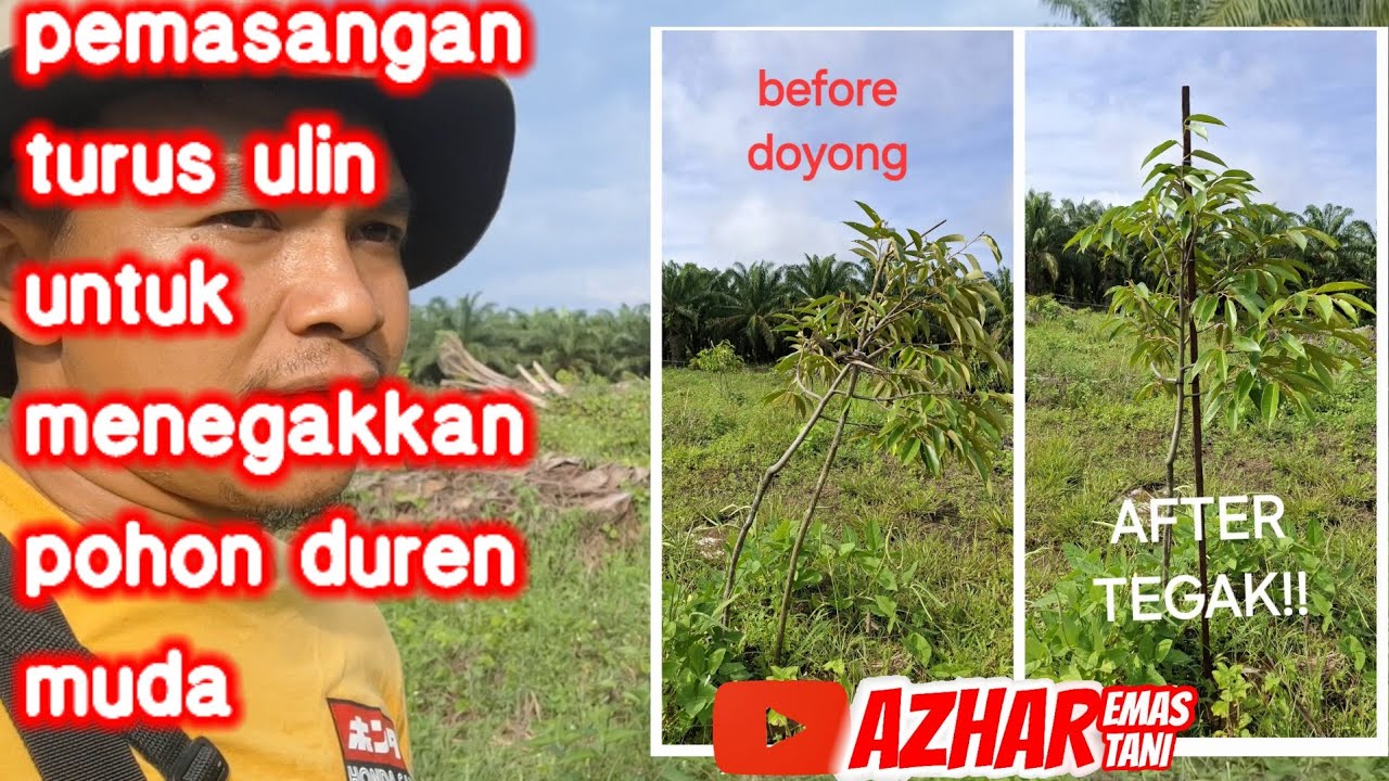 PEMASANGAN TURUS ULIN UNTUK POHON DURIAN MUDA AGAK TEGAK DAN AMAN