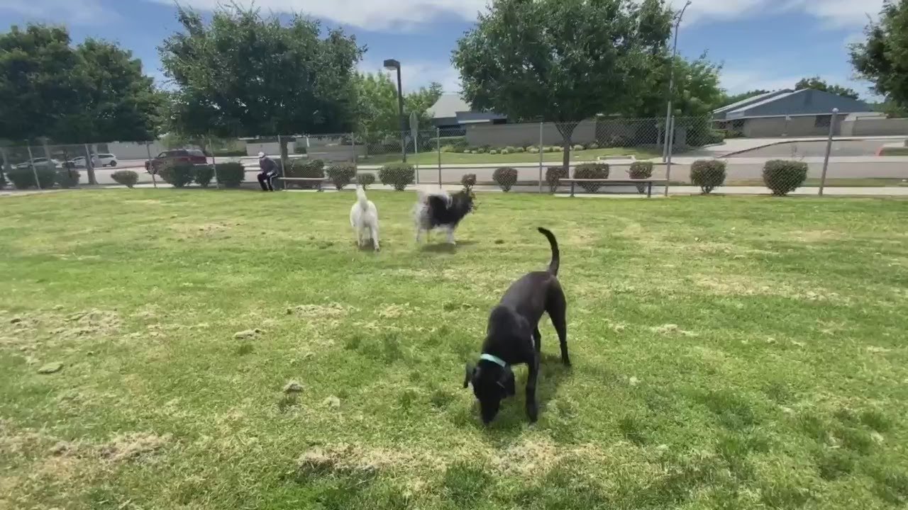 Dog parks reopening in Fresno welcomed by pets and humans alike