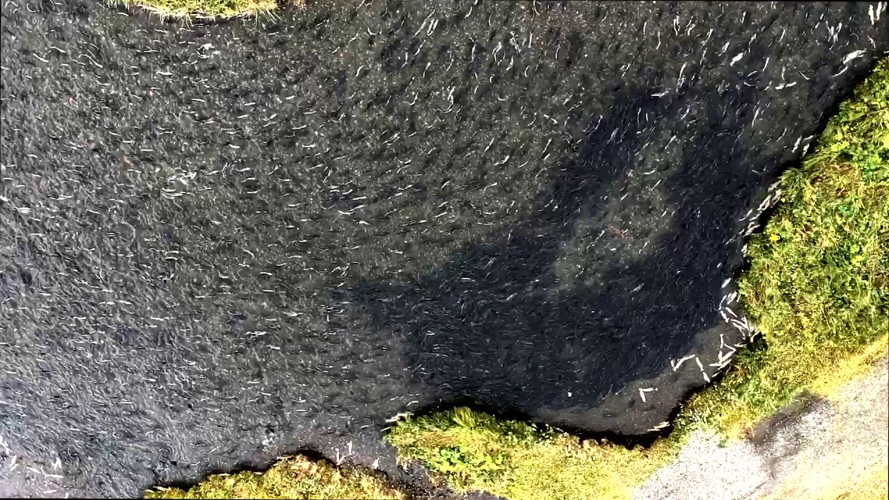 Pink Salmon in Adak, Alaska