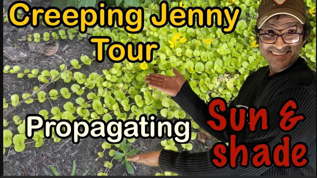 Creeping Jenny tour You will see full sun, part sun, full shade & how to propagate diy propagation