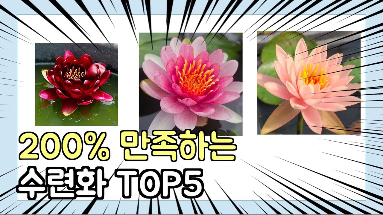 진짜 상위 제품 인기 수련화 추천 Top5 이거 사면 됩니다!!