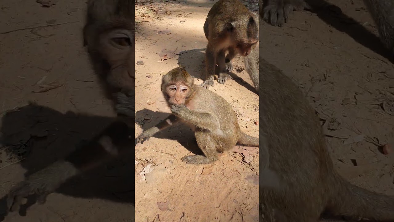 Wildlife monkey in Mohanokor troop 