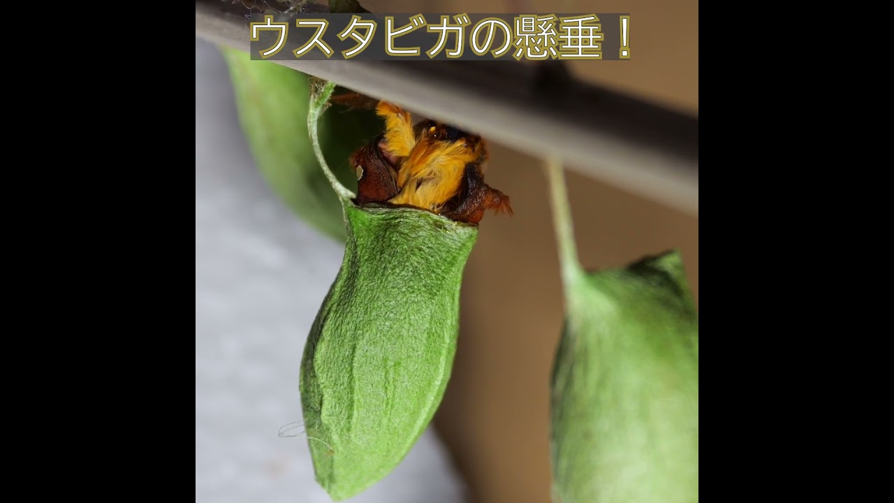 モフモフのウスタビガが羽化する瞬間 　　#虫 #羽化 #insects