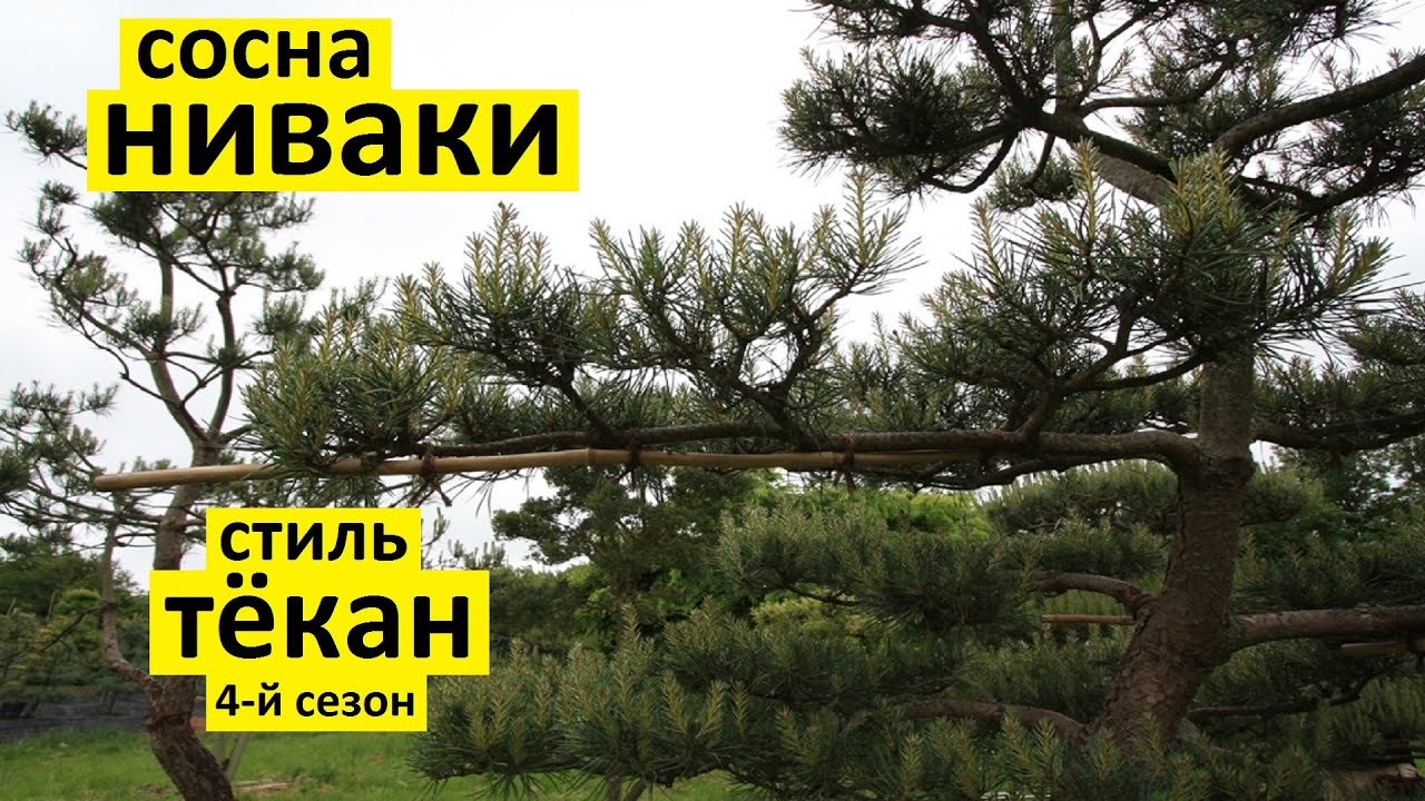 Сосна ниваки из сосны обыкновенной своими руками в стиле тёкан в четвёртый сезон формировки.