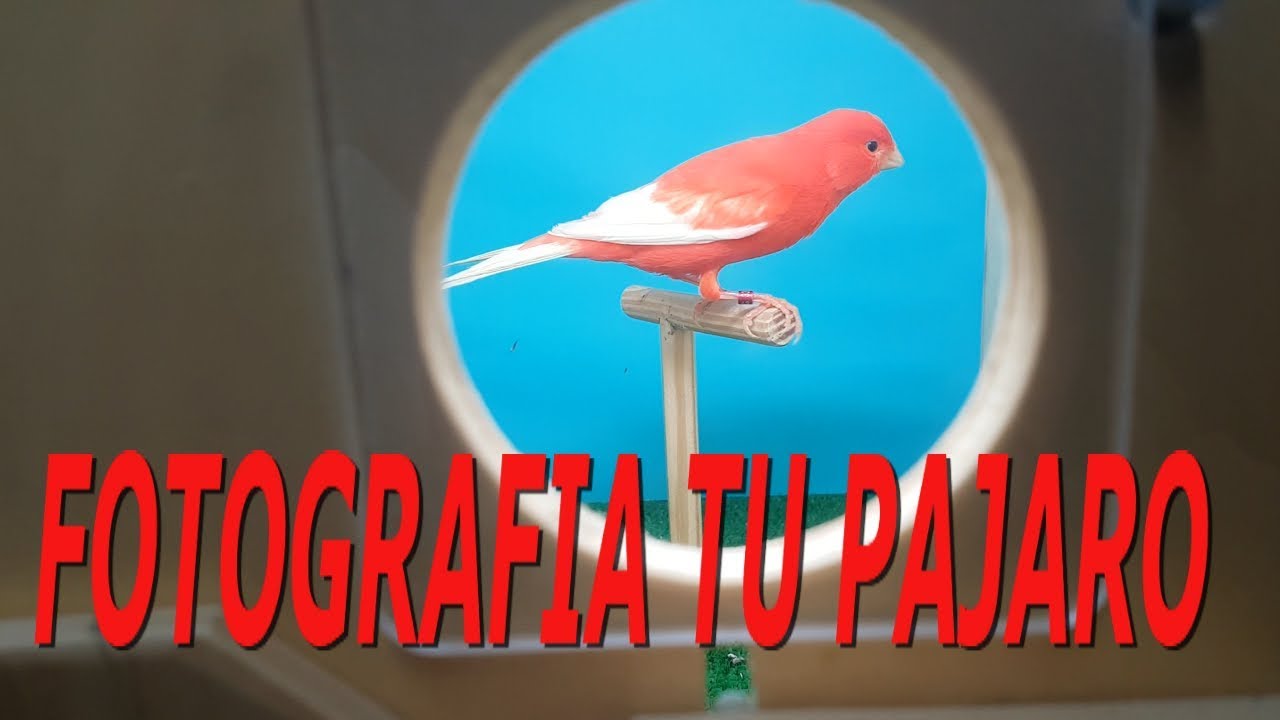 FOTOGRAFIA TUS CANARIOS