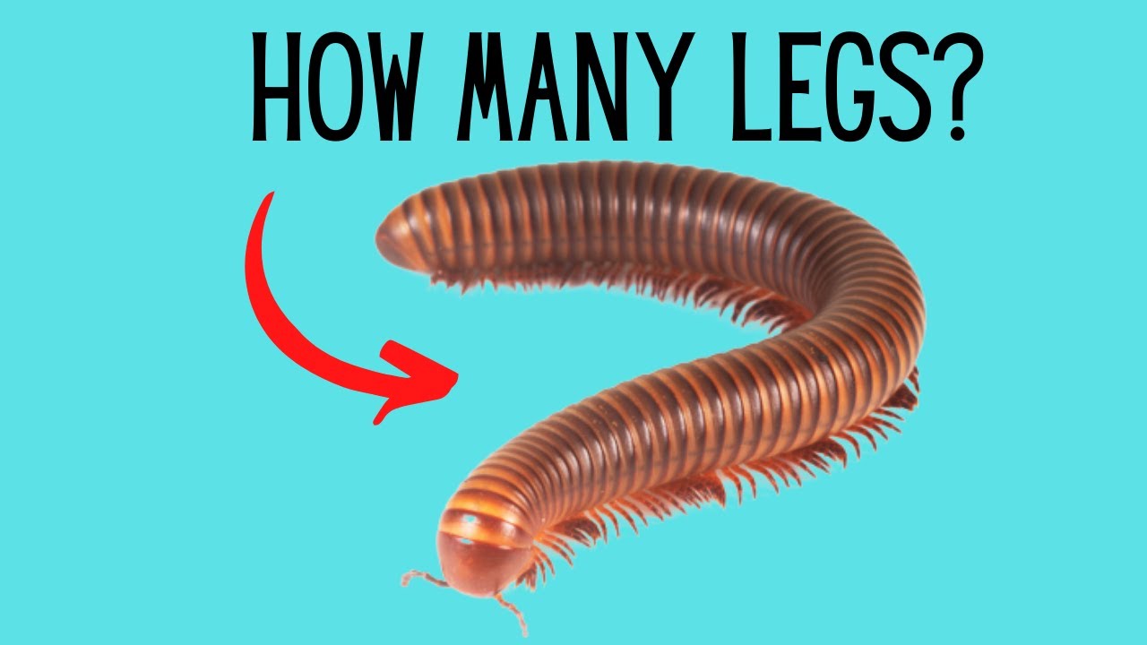 How many legs does a millipede have?