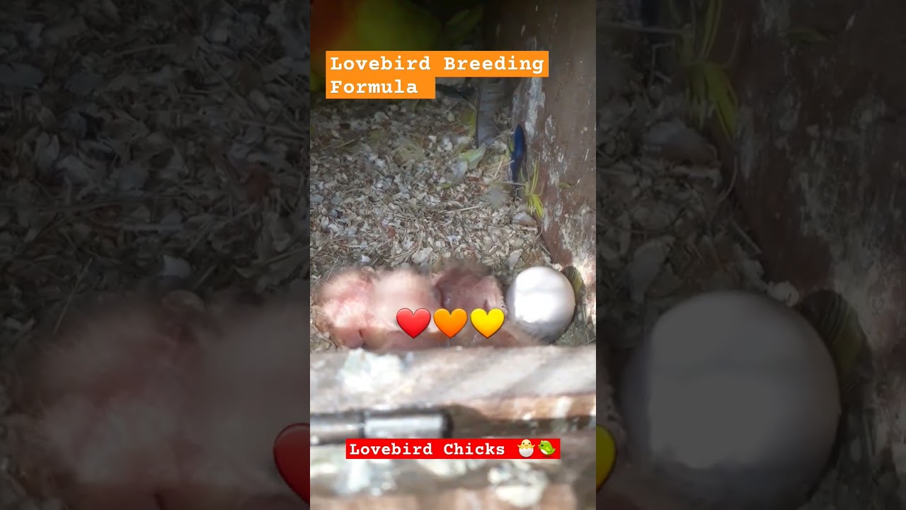 Lovebird breeding Formula ❤🧡💛 #shortsfeed #shorts #youtubeshorts #breedingformula #lovebird #birds