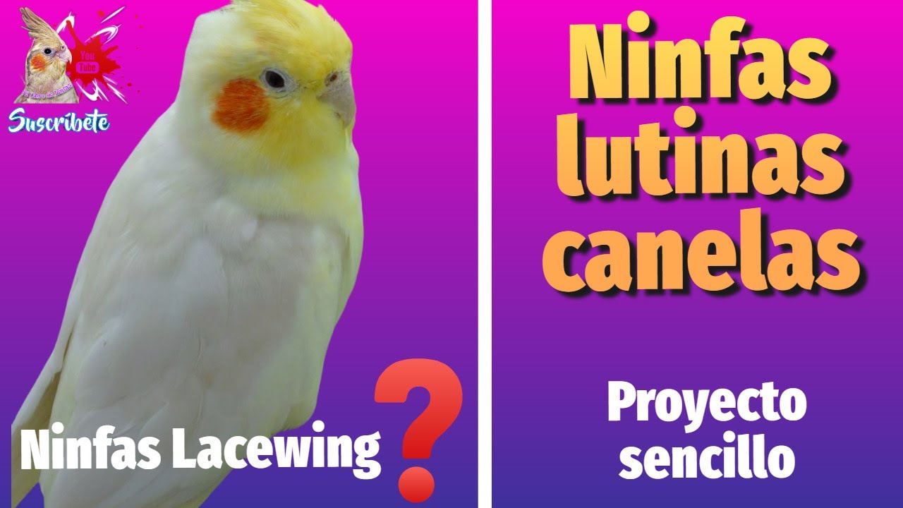Ninfas Lutinas Canelas Obtenlas Fácilmente