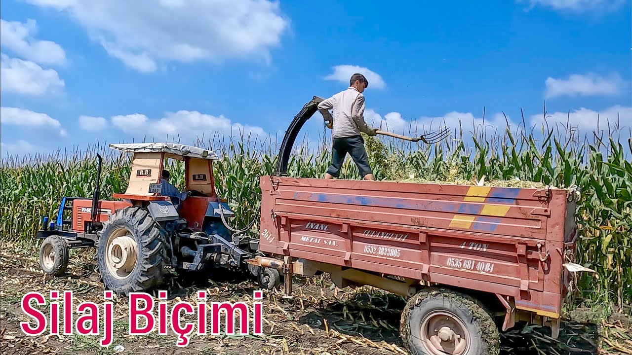 40 Derece Sıcakta Mısır Silaji Yapımı