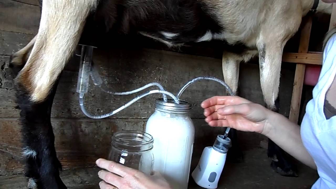 Using the Fruit Jar Milker