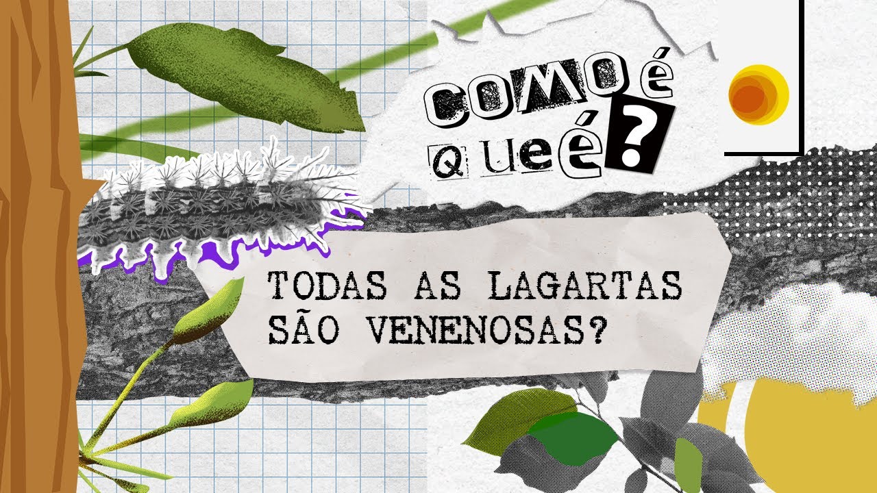 Todas as lagartas são venenosas?