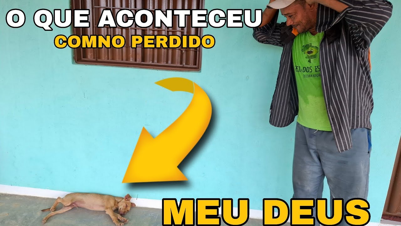  OQUE ACONTEU COM NOSSO CACHORRINHO PERDIDO VEJA O MAL QUE ELE TEM?