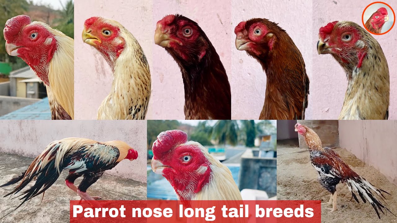 Parrot nose long tail aseel breeds | 7093717284 | @NayakAseelBreeds | Nayak aseel farm