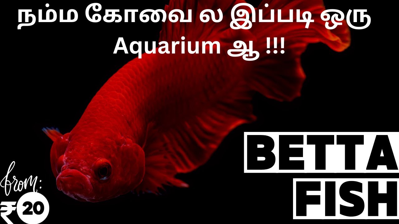 Aquarium shop in Coimbatore | Rare Fish Collections | Cheapest Aquarium| Fish low price