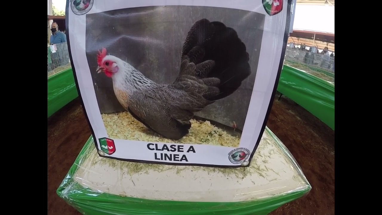Mostrando gallitos y gallinas finas aztecas! Expo en Guadalajara 21 de Noviembre