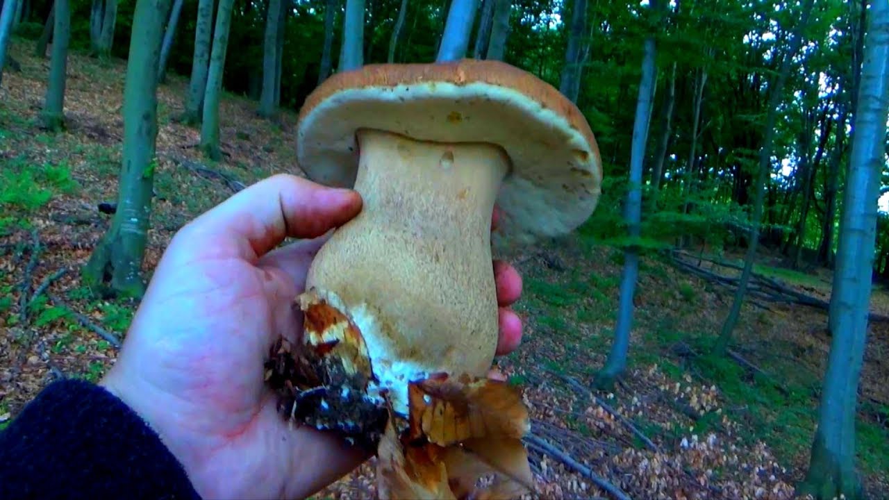 TRI Velika Vrganja