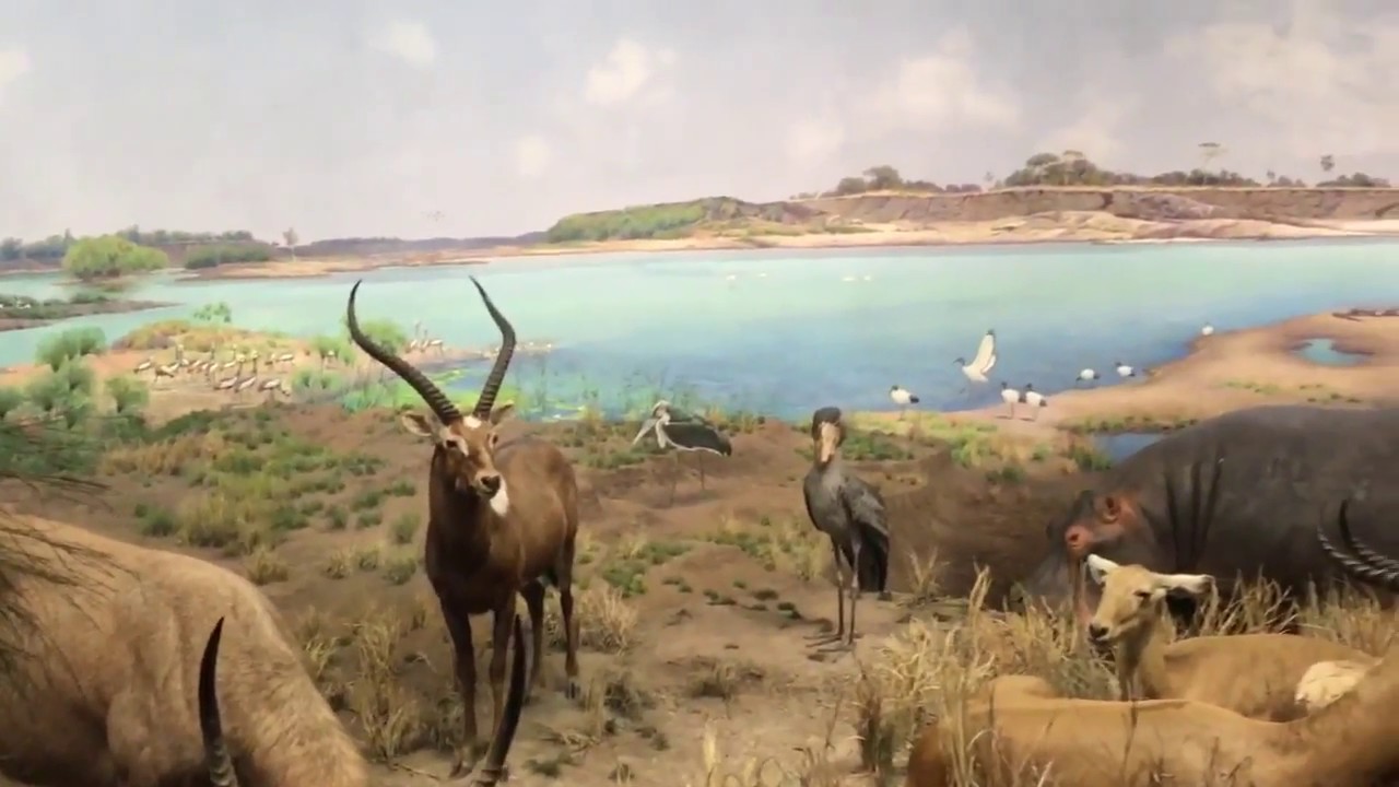 American Museum of Natural History| MAMMALS