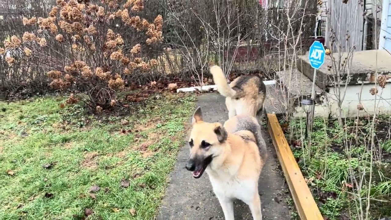 Rex manda en el patio y Luna lo respalda 🐶😄 #YouTubeVideo #DogVideo #GermanShepherd #DogLovers 