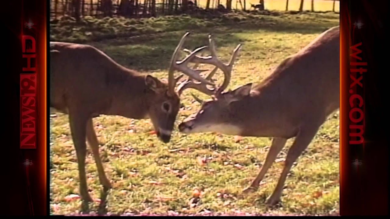 2012-10-17 Deer Mating Season 6PM