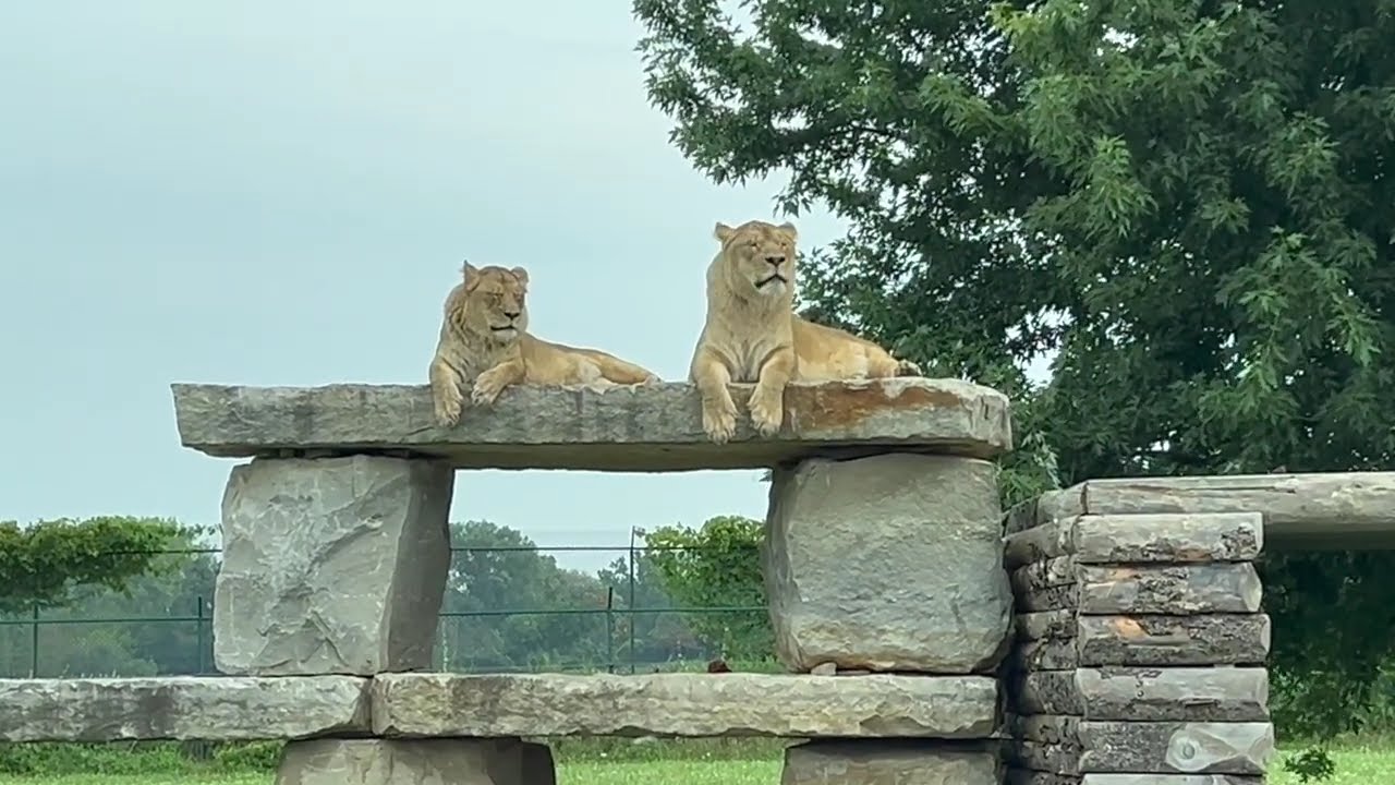 Ultimate African Lion Safari Adventure | A Journey Through Wildlife Wonders