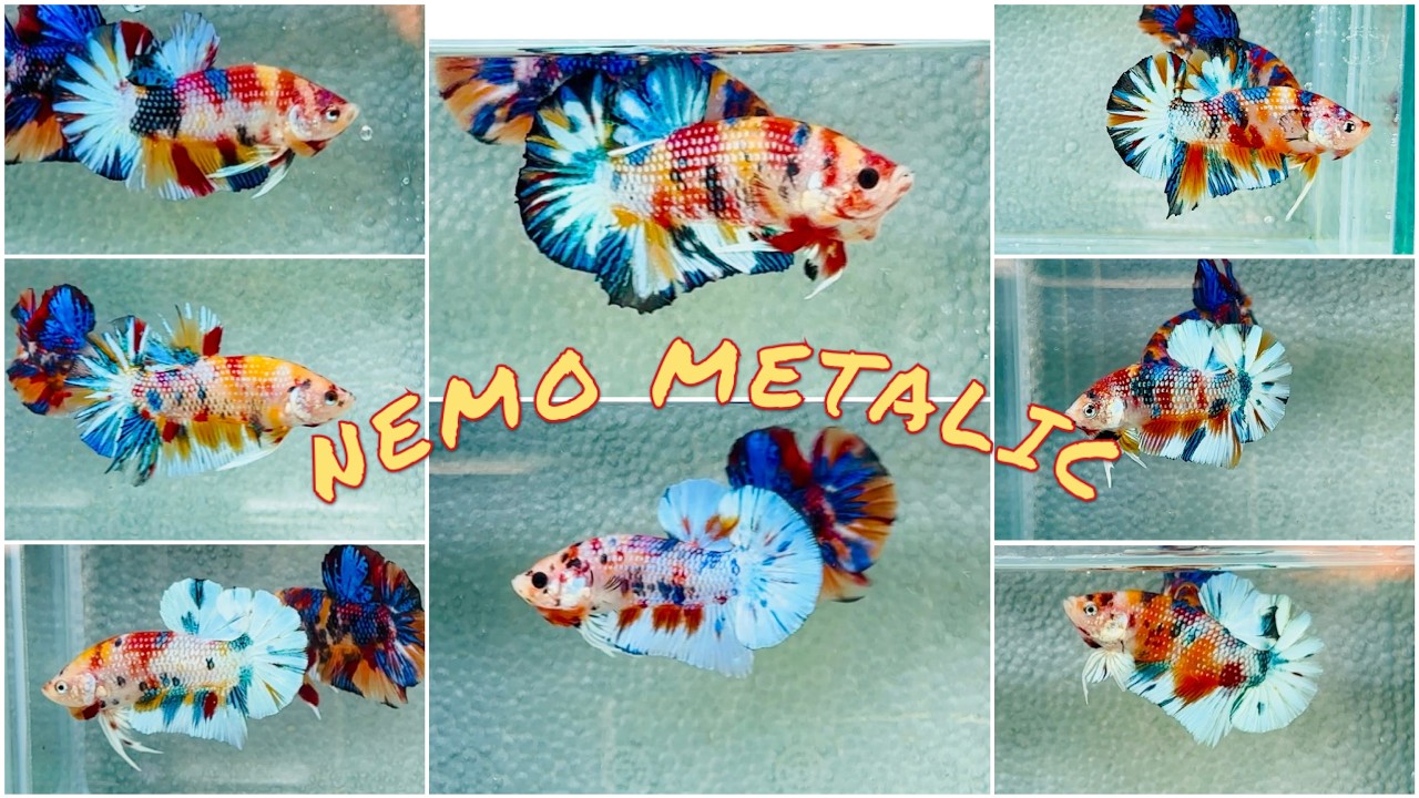Nemo Metalic giá rẻ. Tiếp tục chương trình khuyến mãi mua 2 tặng 1 mái. Mời AE người vào săn cá đẹp.
