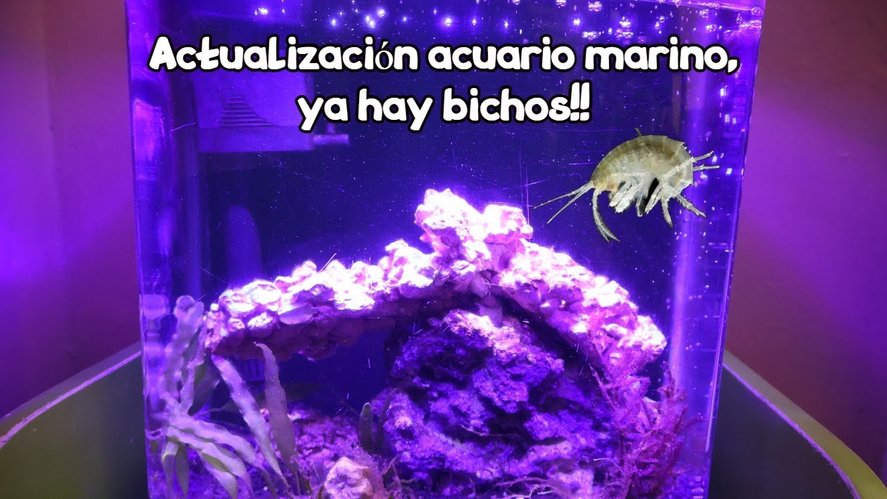 Actualización acuario marino Ya hay Bichos!!!