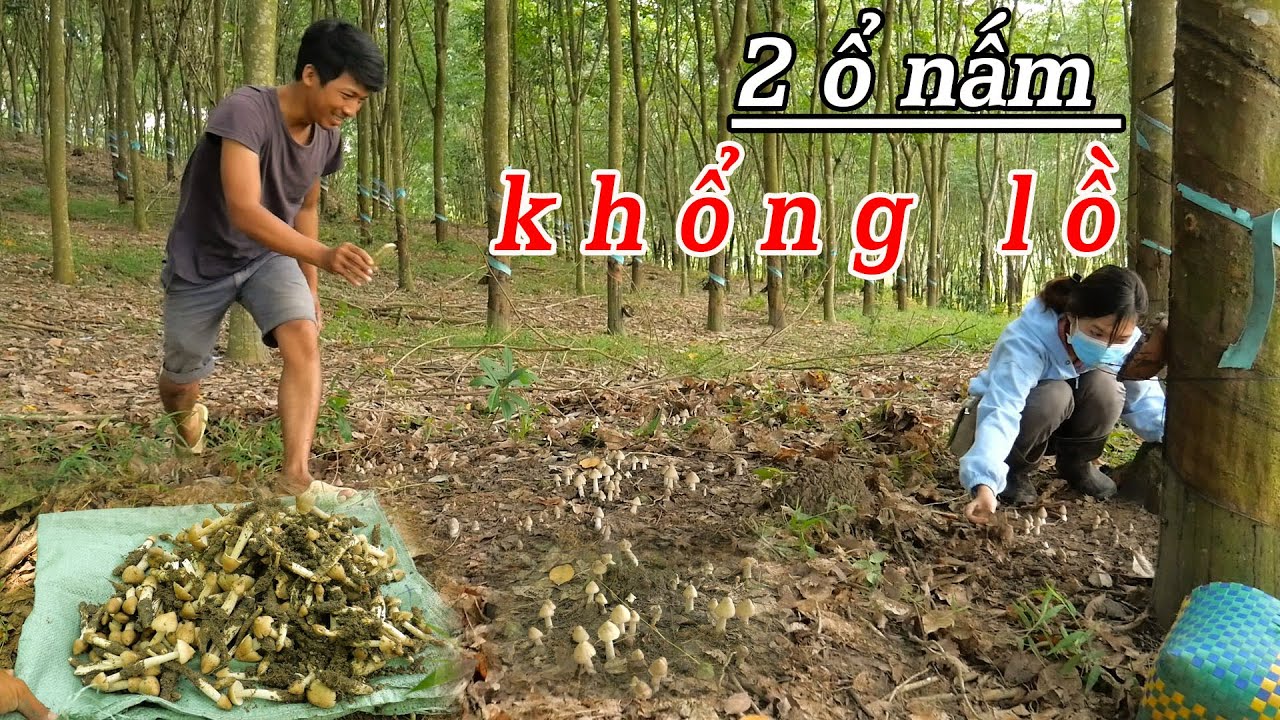 Trúng lớn, một ngày đi tìm nấm mối thực tế || Catch and Cook TV ✅