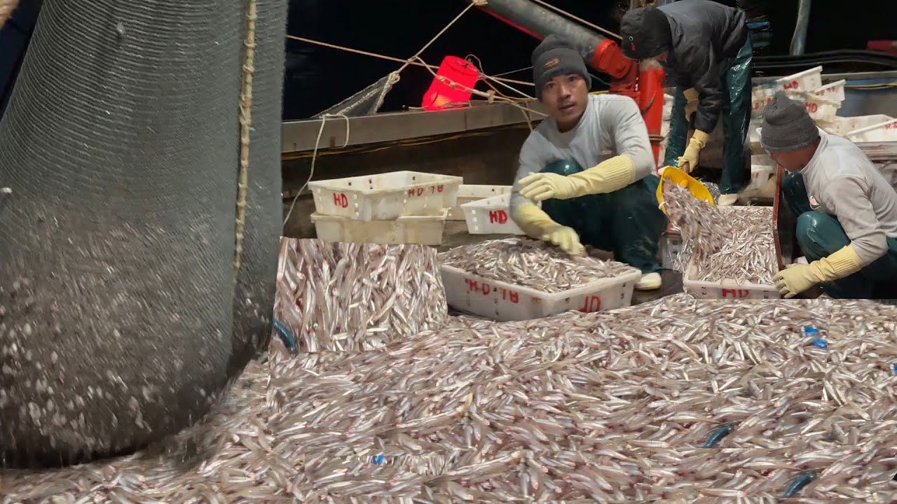 Tìm Luồng Cá Cơm, Dội Pha Xúc Nghề Sẻo ,Nguyên Đêm Trời Biển Lặng - Dân Biển