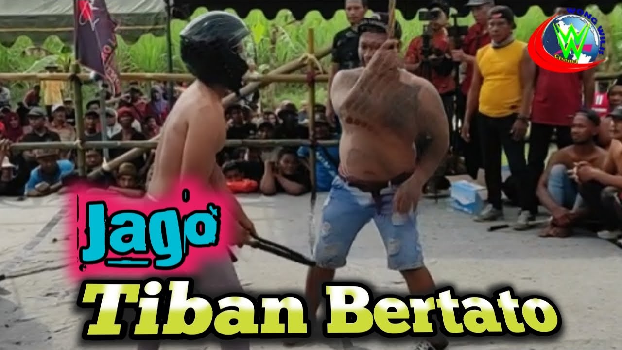 Jago tiban bertato live babadan karangrejo tulungagung