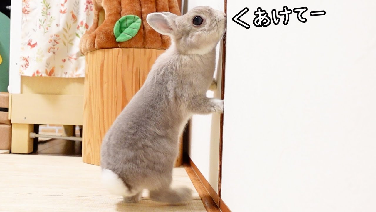 飼い主が寝室に行ってしまったあとのウサギさんの様子を隠し撮りしたら、なんとか戸を開けようとずっと頑張ってた