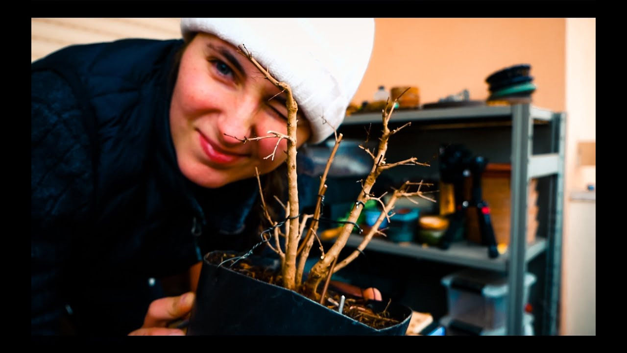 Pomegranate Bonsai Forest / Future Bonsai