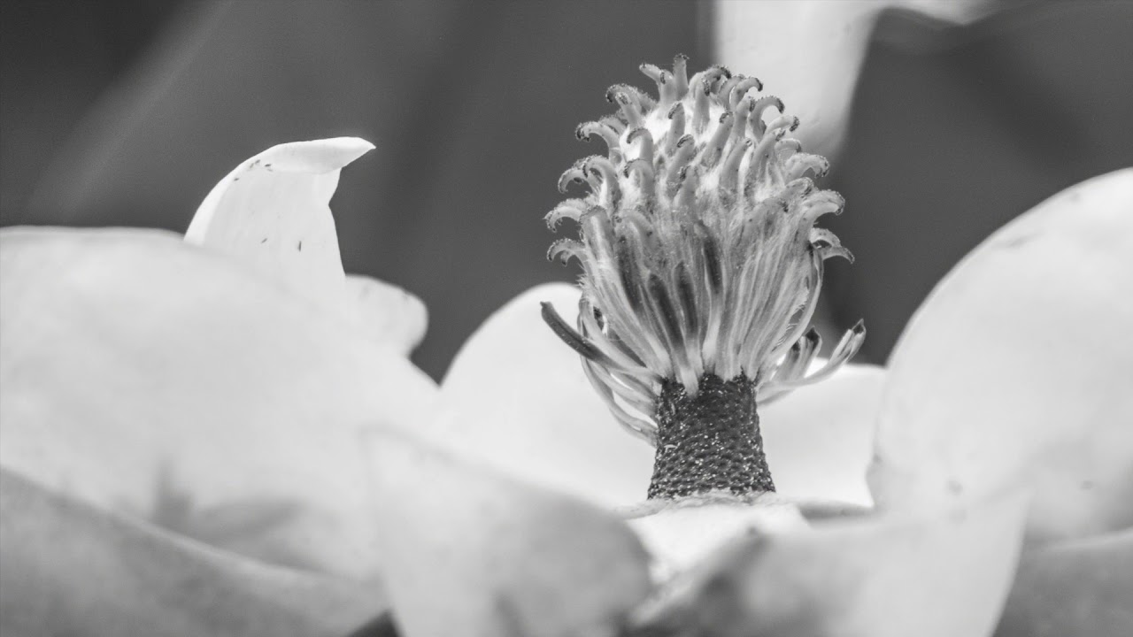 Still Life Photography - ArtPal
