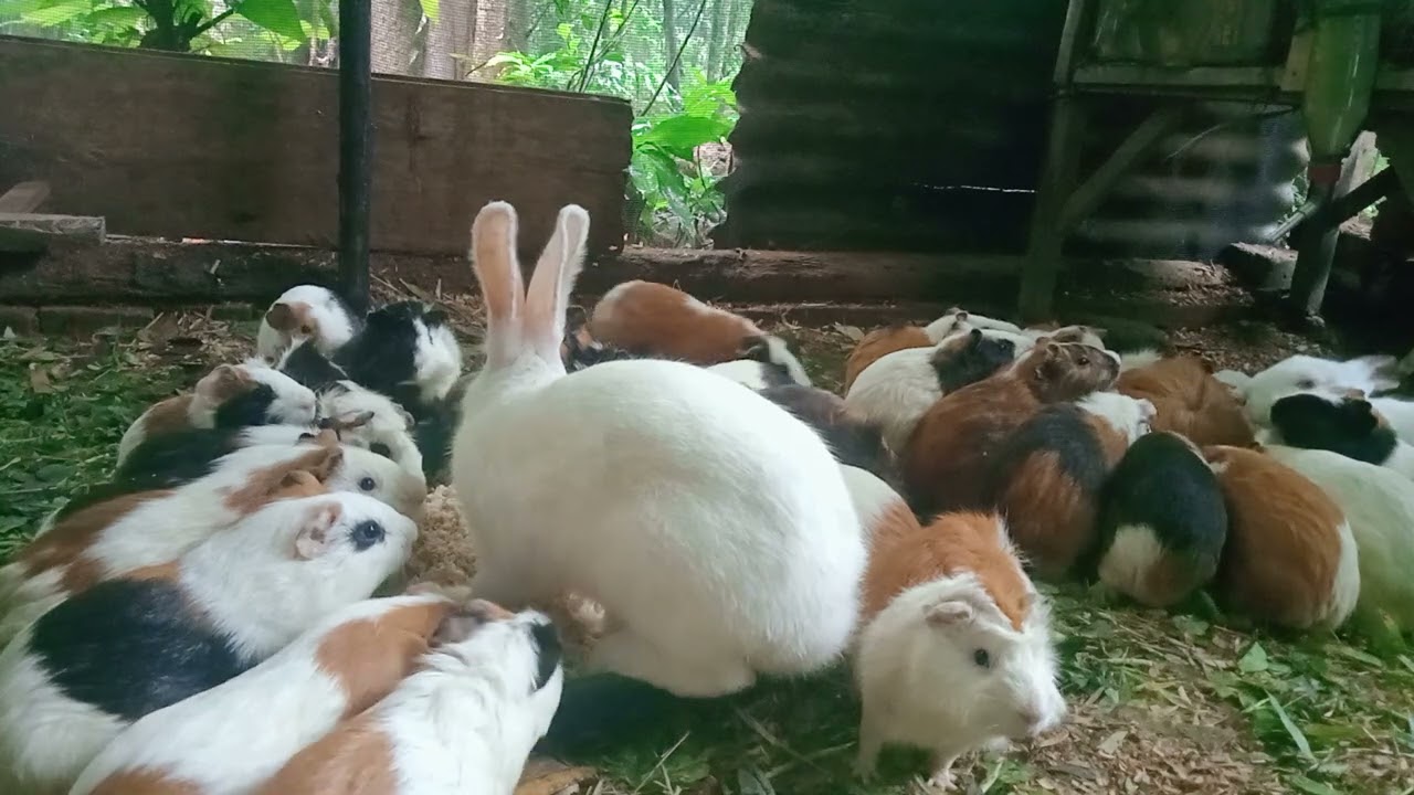 Marmut umbaran aman sekali