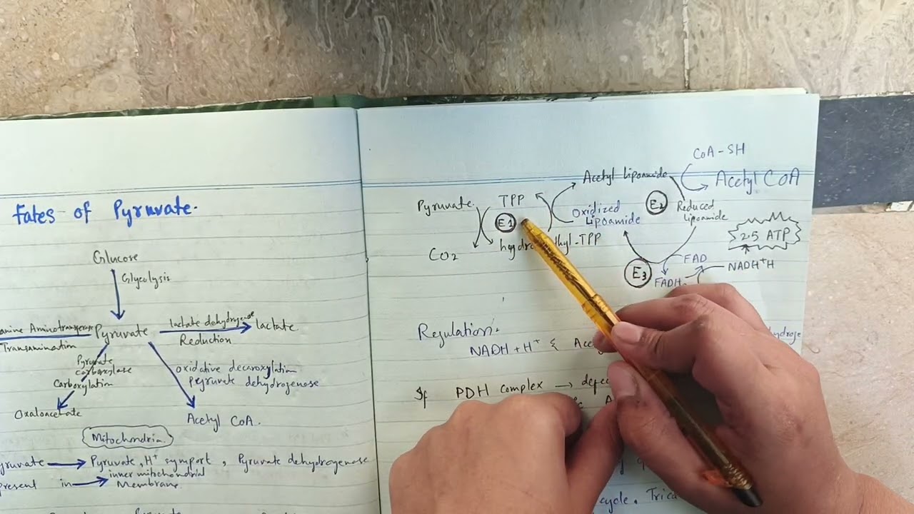 Fates of Pyruvate Explained | Glycolysis Playlist for MBBS & USMLE Hindi /Urdu