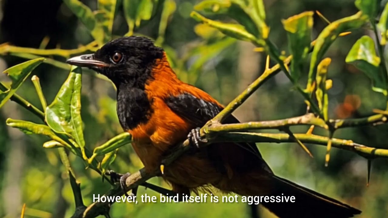 The Hooded Pitohui &ndash; The World&rsquo;s First Poisonous Bird
