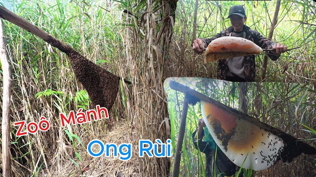Thu Hoạch
