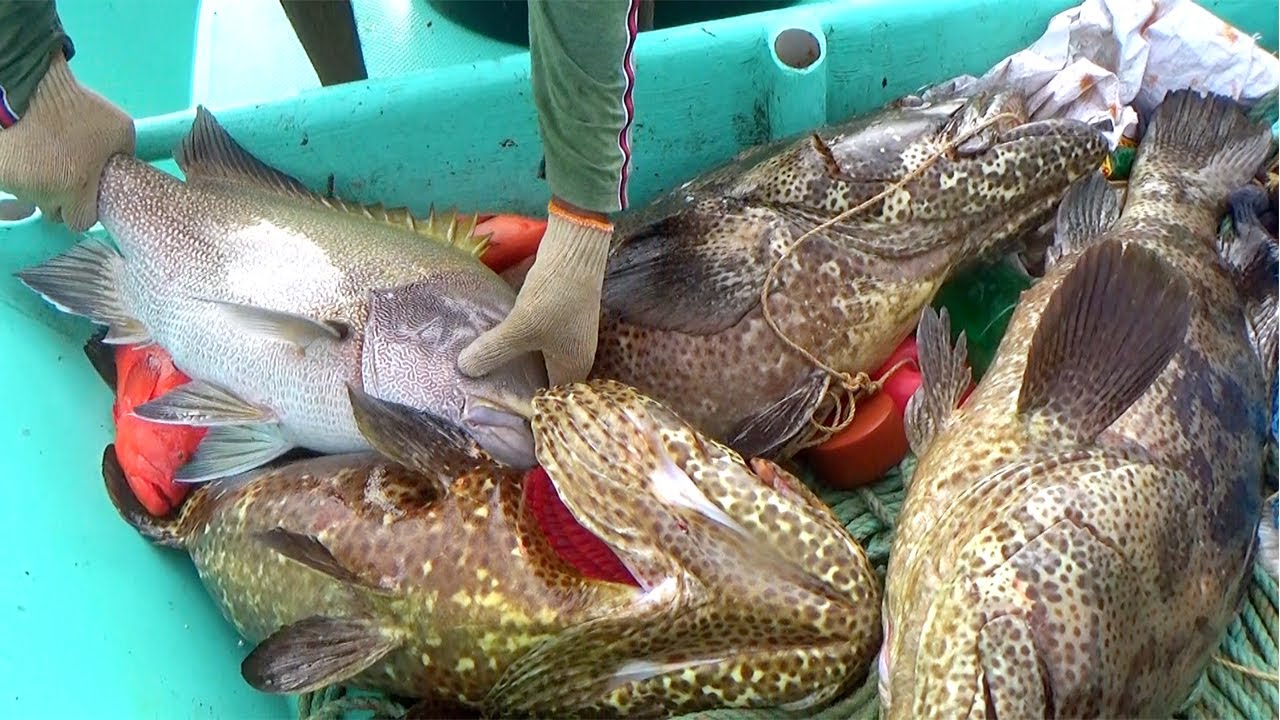 BIGGEST Goliath Grouper Ever Caught!! Back to Back