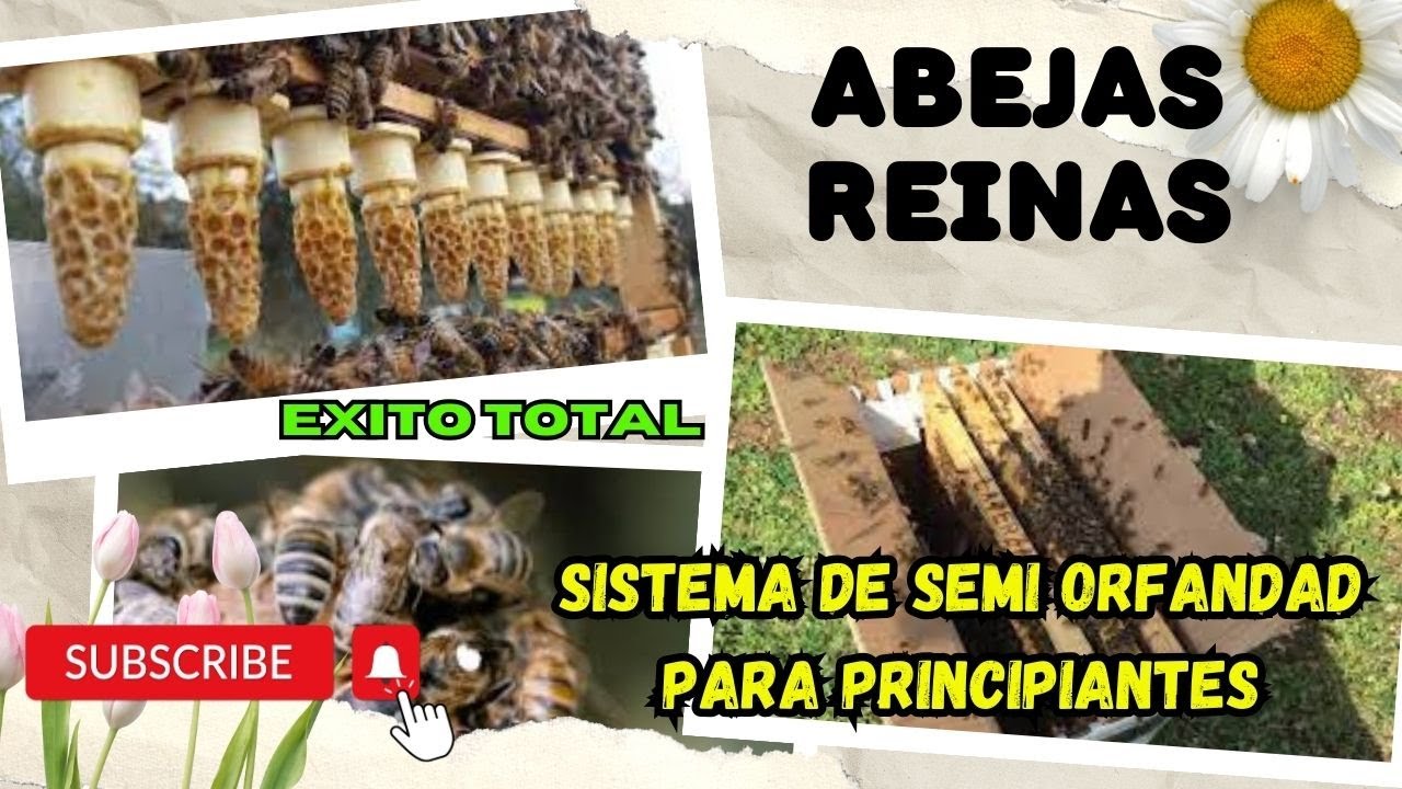 Exito total: metodo de crianza de abejas reinas con el sistema de semi orfandad para principiantes