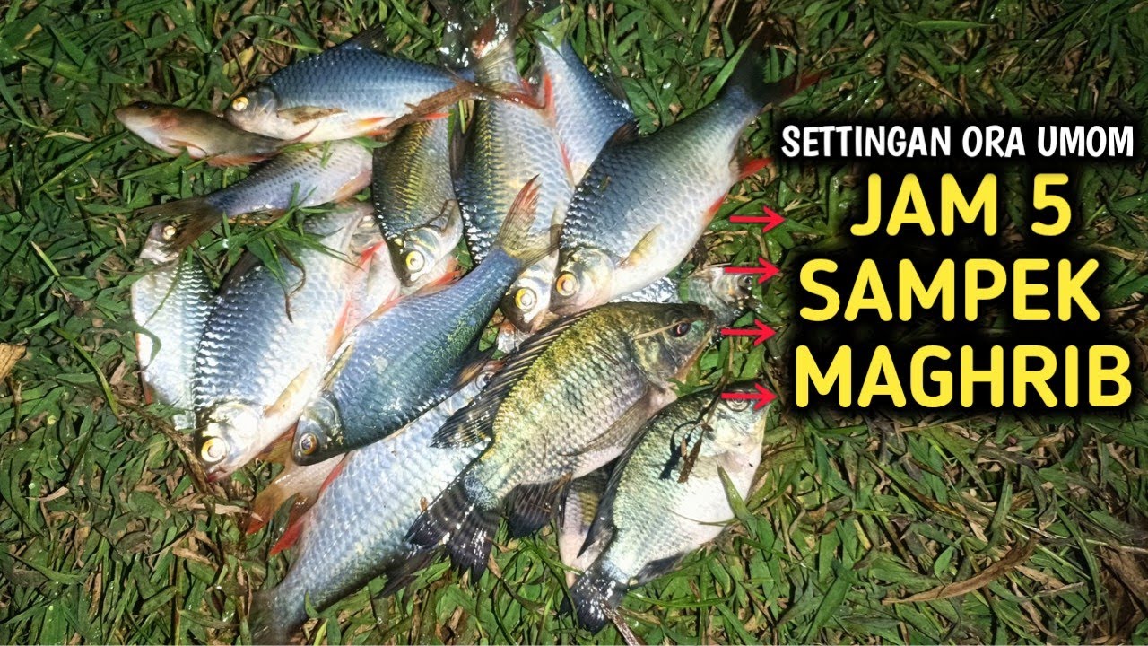 Jam 5 sore - Maghrib‼️mancing Bader CEPAT dapat 1 GORENGAN..