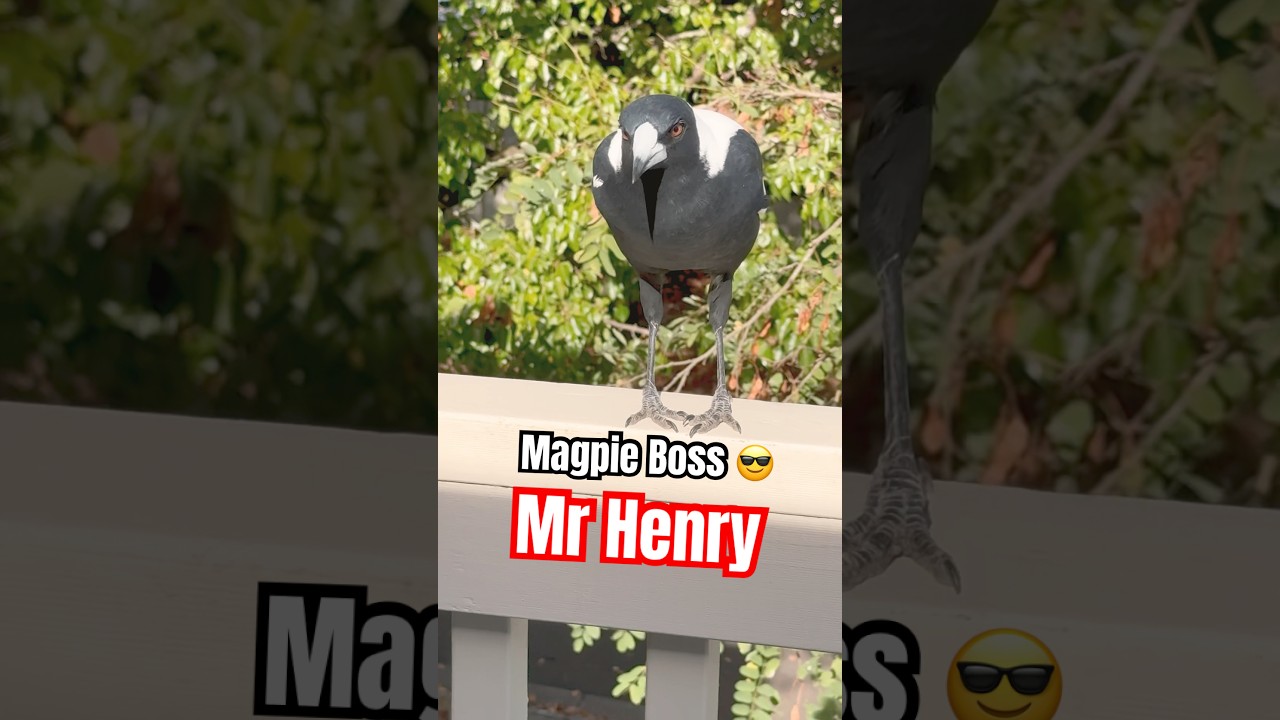 Funny Magpie Bird Videos That'll Make You Chuckle!