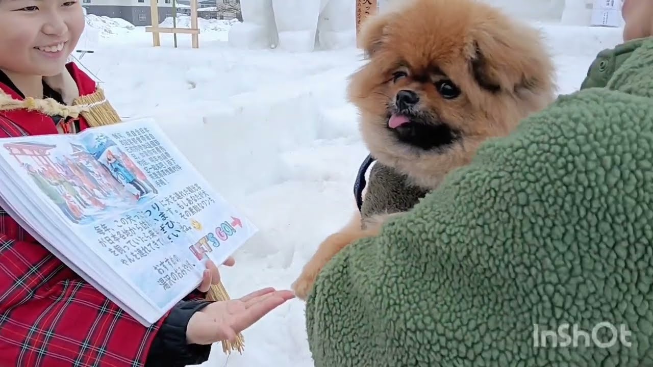 【2026湯沢犬っ子まつり】20年ぶりに行って来ました。#犬っ子まつり#雪像#ぽめらにあん #いぬとお出掛け#愛犬家