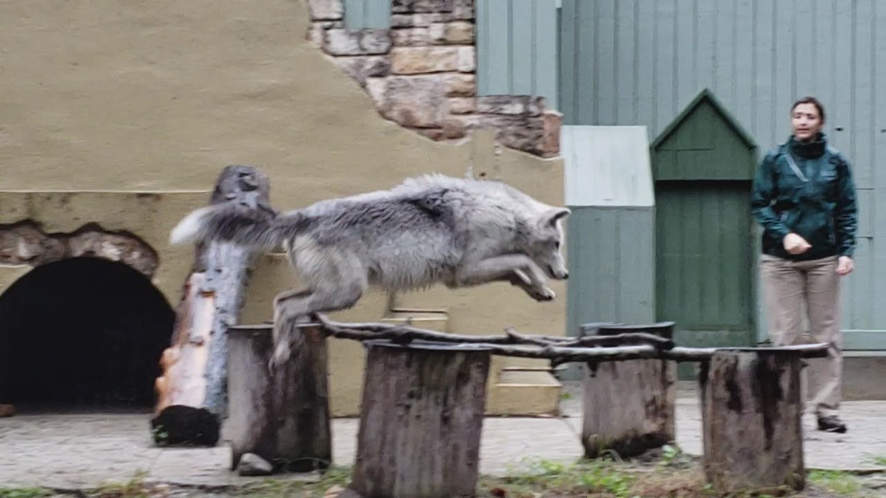 Howl to Coexist Show - Busch Gardens Williamsburg (10/20/18)