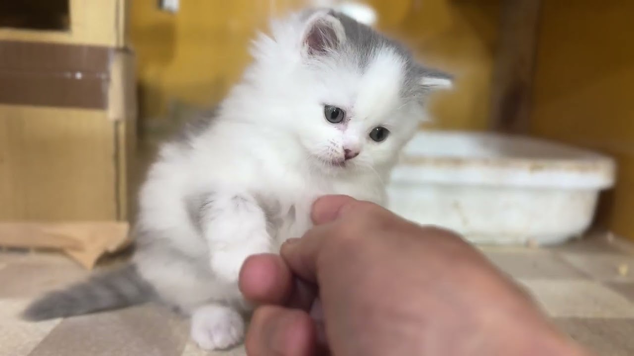 OZCAT, きぬ♂,26,02,08