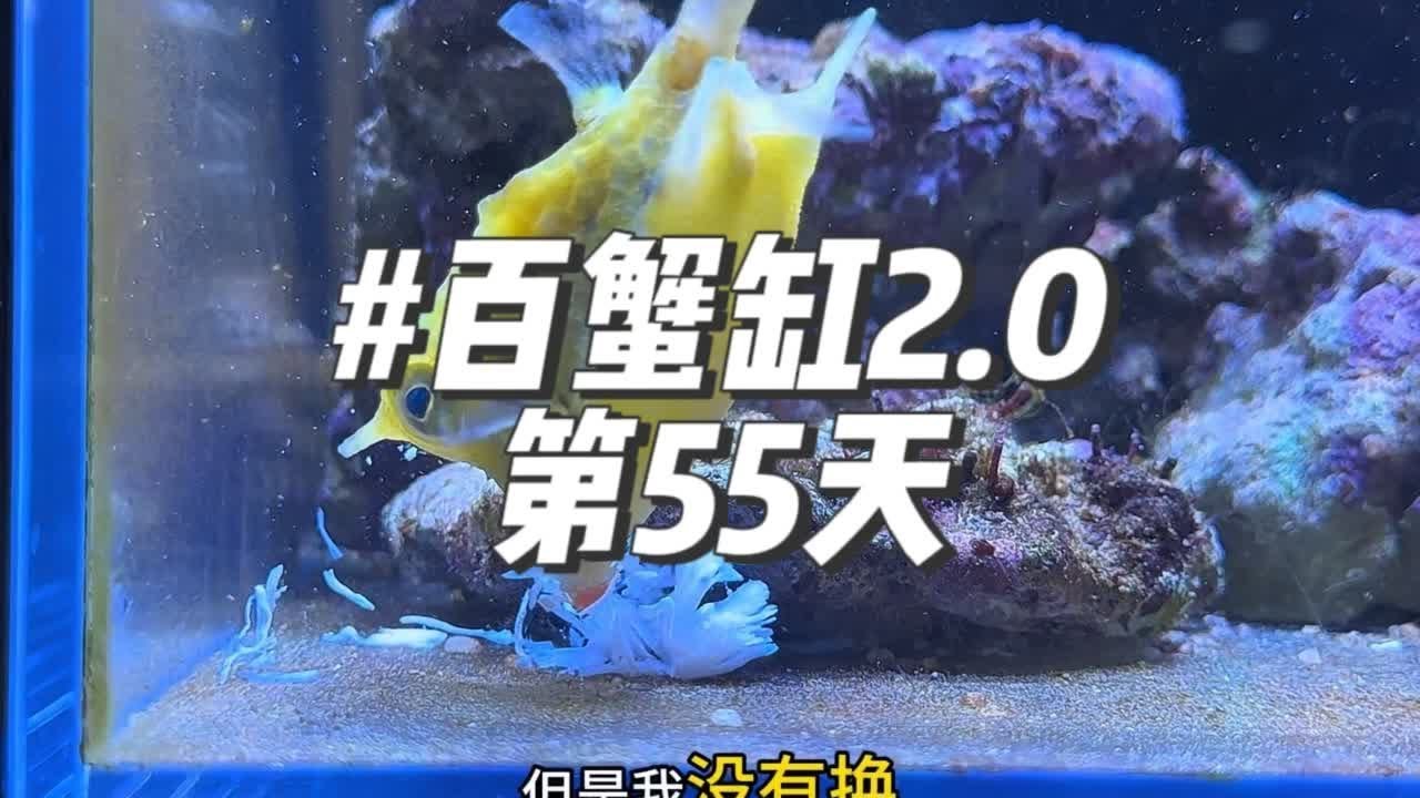百蟹缸2.0第55天 小牛角白点基本好了、太神奇了