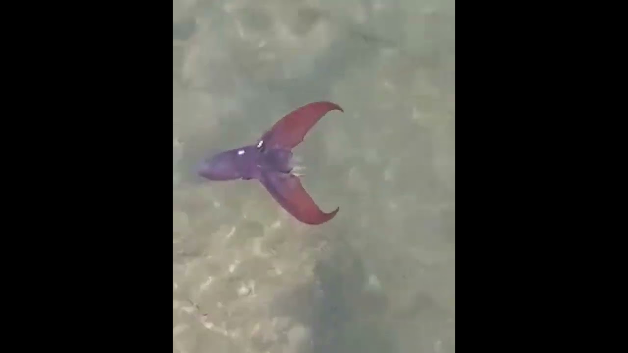 Torre Canne, spunta il rarissimo Tremoctopus