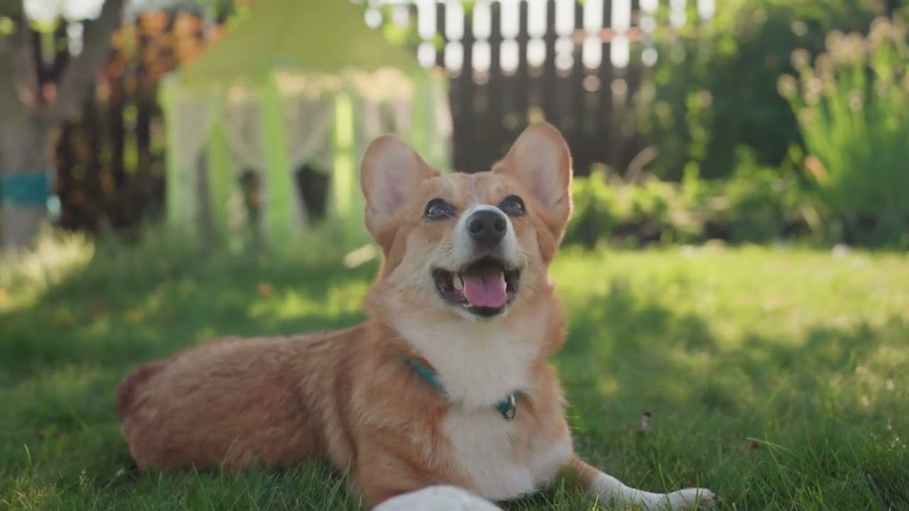 편안한 강아지 힐링 음악│DogChill 사운드