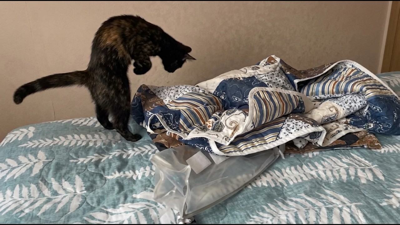 These Cats Broke the Internet — Funniest of the Year