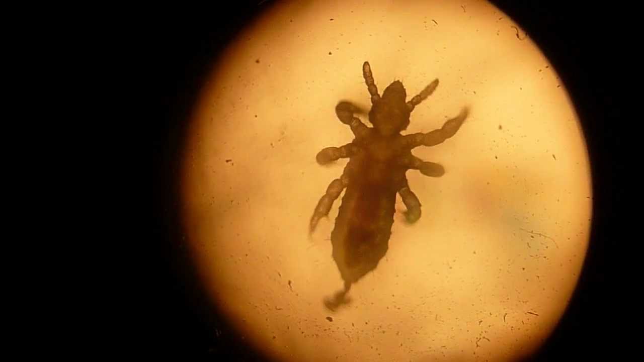 Terezkine domace zvieratko